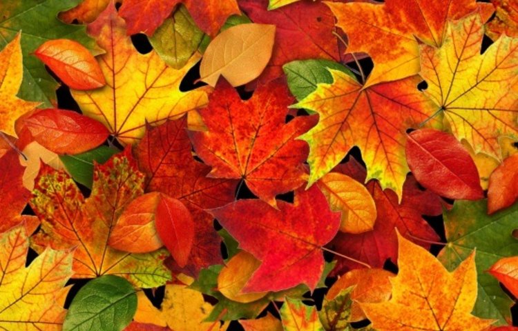 Image of Signs of Autumn