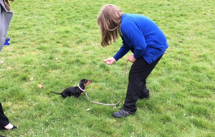 Image of Super Saffy Ansons new school pup